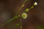 Limeum fenestratum var. fenestratum