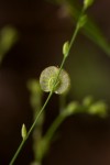 Limeum fenestratum var. fenestratum