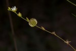 Limeum fenestratum var. fenestratum