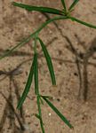 Limeum fenestratum var. fenestratum