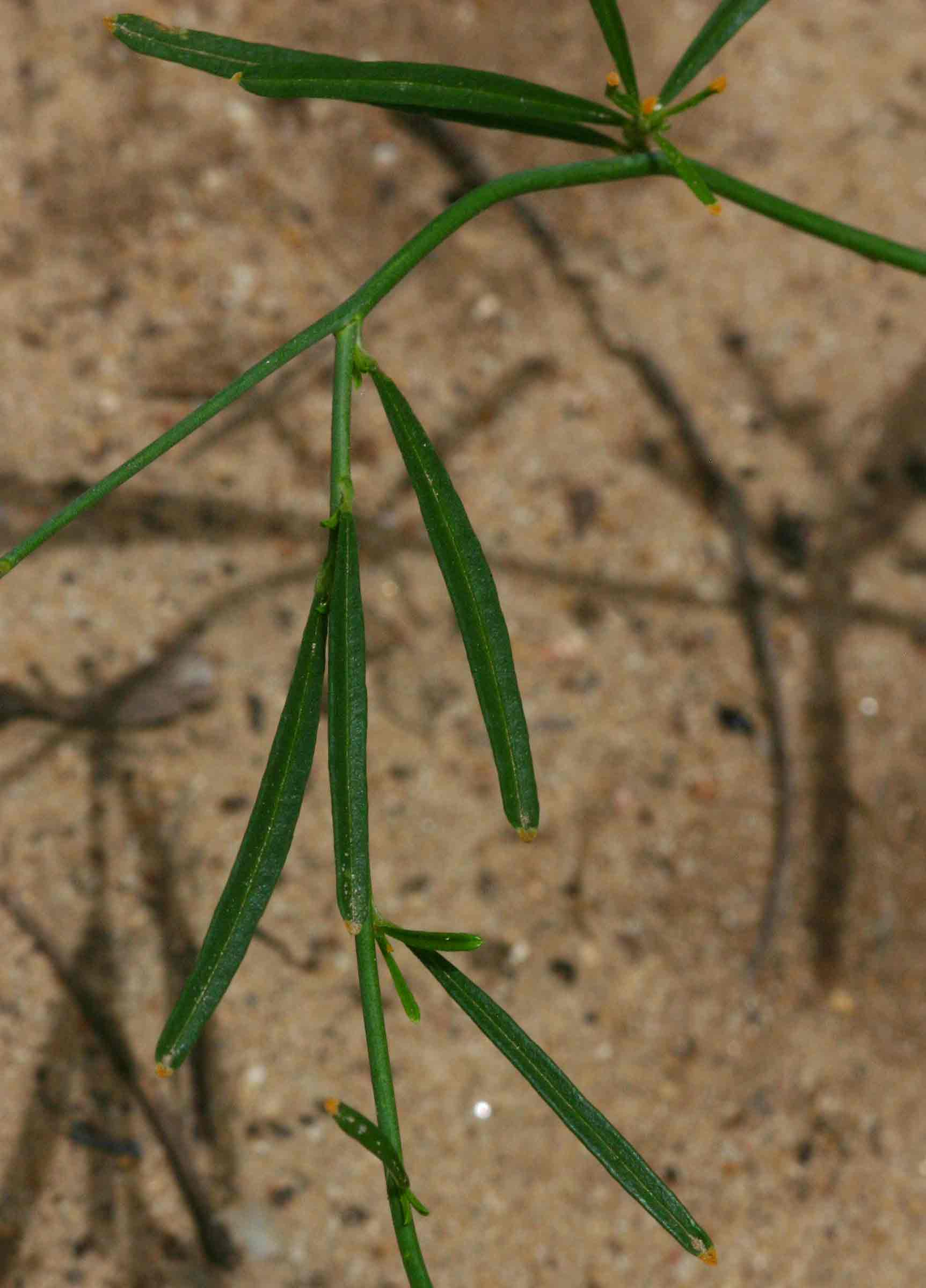 Limeum fenestratum var. fenestratum