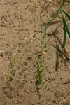 Limeum fenestratum var. fenestratum