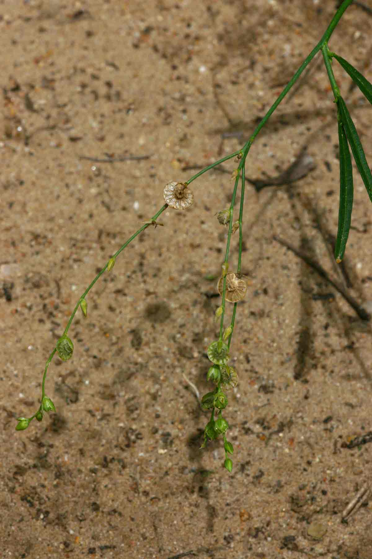 Limeum fenestratum var. fenestratum