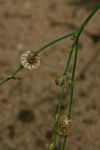 Limeum fenestratum var. fenestratum