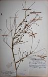 Limeum fenestratum var. exalatum