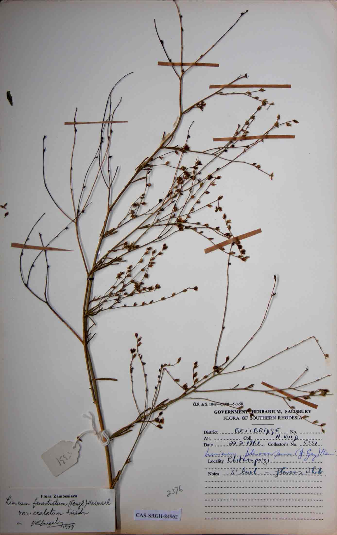 Limeum fenestratum var. exalatum