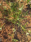 Limeum sulcatum var. sulcatum