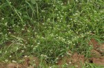 Limeum sulcatum var. sulcatum