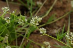 Limeum sulcatum var. sulcatum