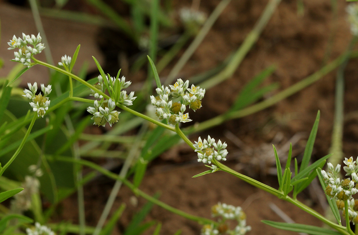 Limeum sulcatum var. sulcatum