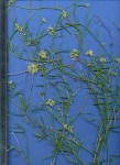 Limeum sulcatum var. scabridum