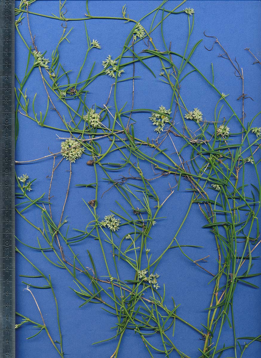 Limeum sulcatum var. scabridum