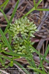 Limeum sulcatum var. scabridum