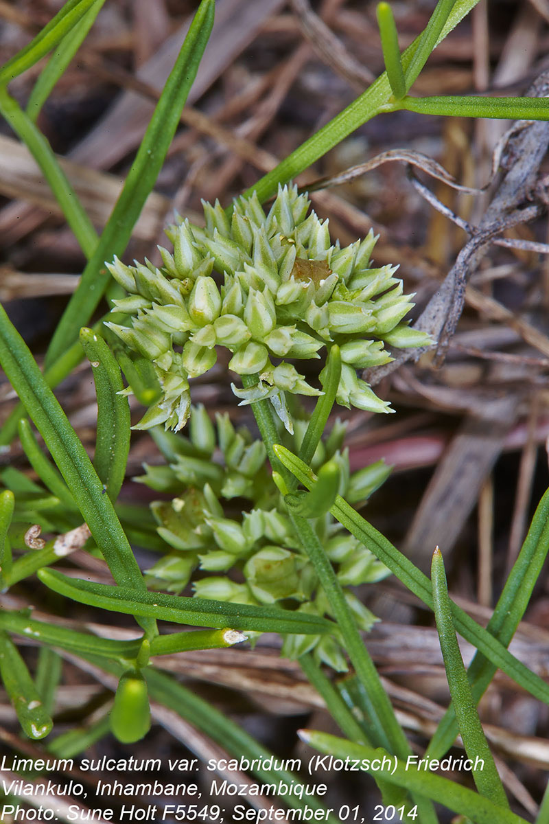 Limeum sulcatum var. scabridum