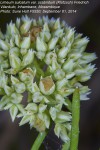 Limeum sulcatum var. scabridum