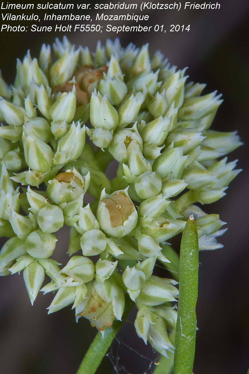 Limeum sulcatum var. scabridum