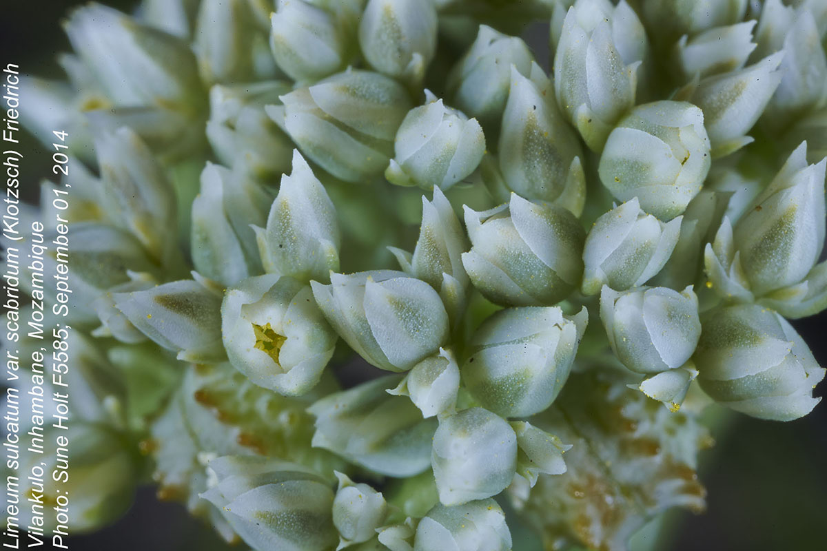 Limeum sulcatum var. scabridum
