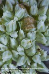 Limeum sulcatum var. scabridum