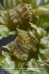 Limeum sulcatum var. scabridum