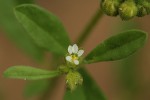 Limeum viscosum subsp. viscosum var. kraussii