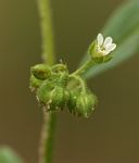 Limeum viscosum subsp. viscosum var. kraussii