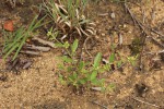 Limeum viscosum subsp. viscosum var. kraussii