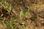 Limeum viscosum subsp. viscosum var. kraussii