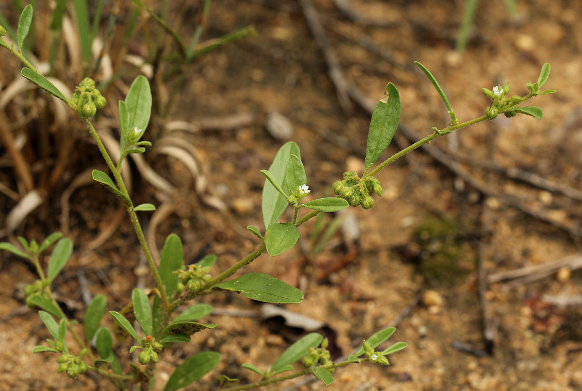 Limeum viscosum subsp. viscosum var. kraussii