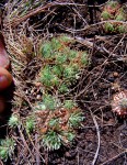 Psammotropha myriantha