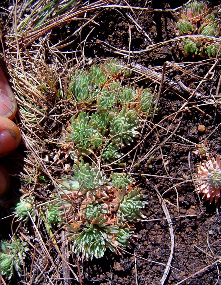 Psammotropha myriantha