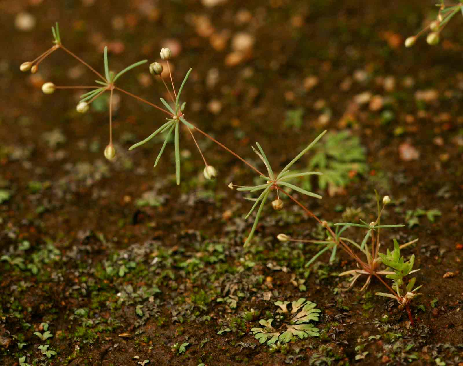 Mollugo cerviana var. cerviana
