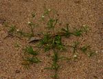 Mollugo cerviana var. spathulifolia