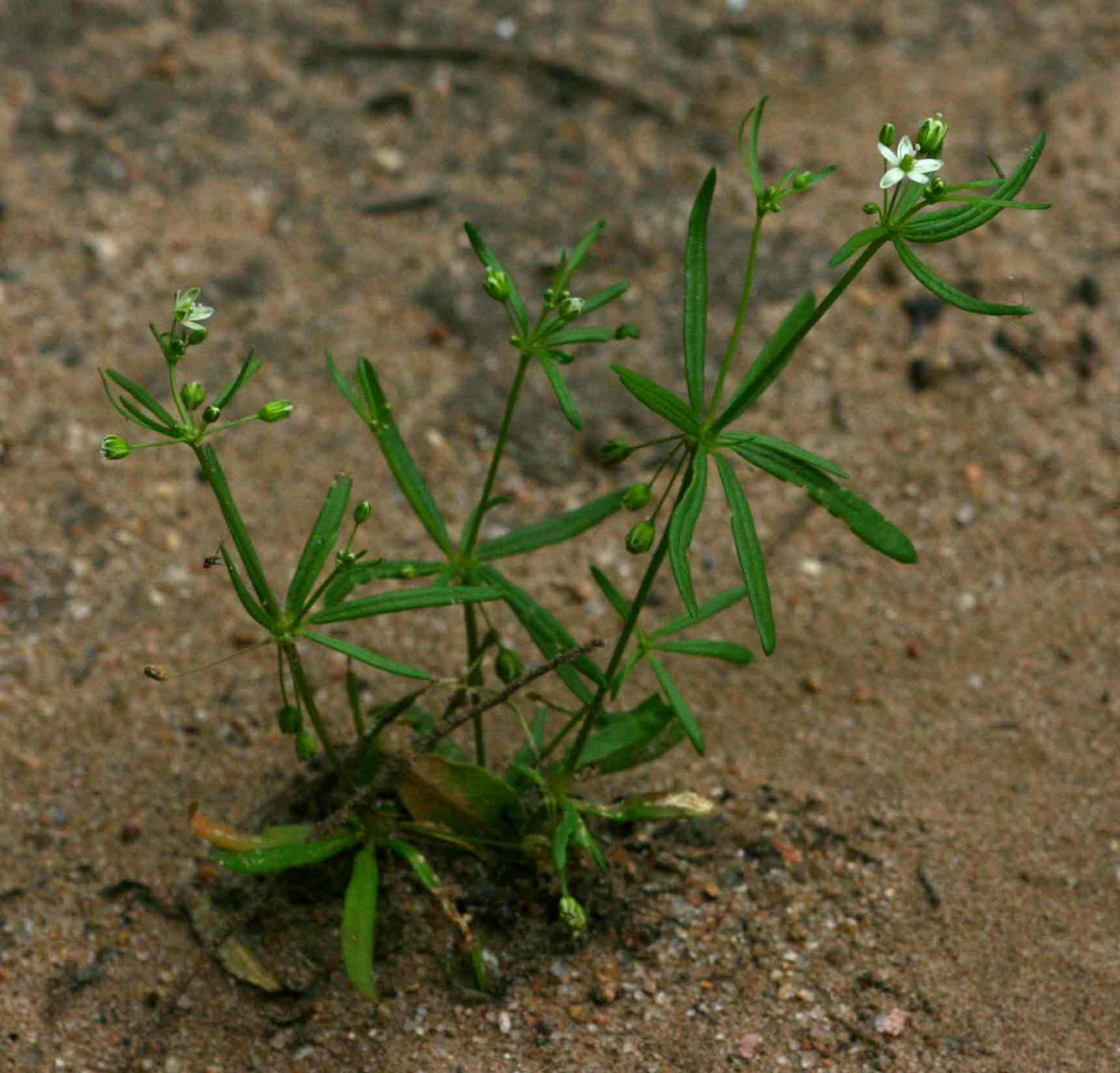 Mollugo cerviana var. spathulifolia