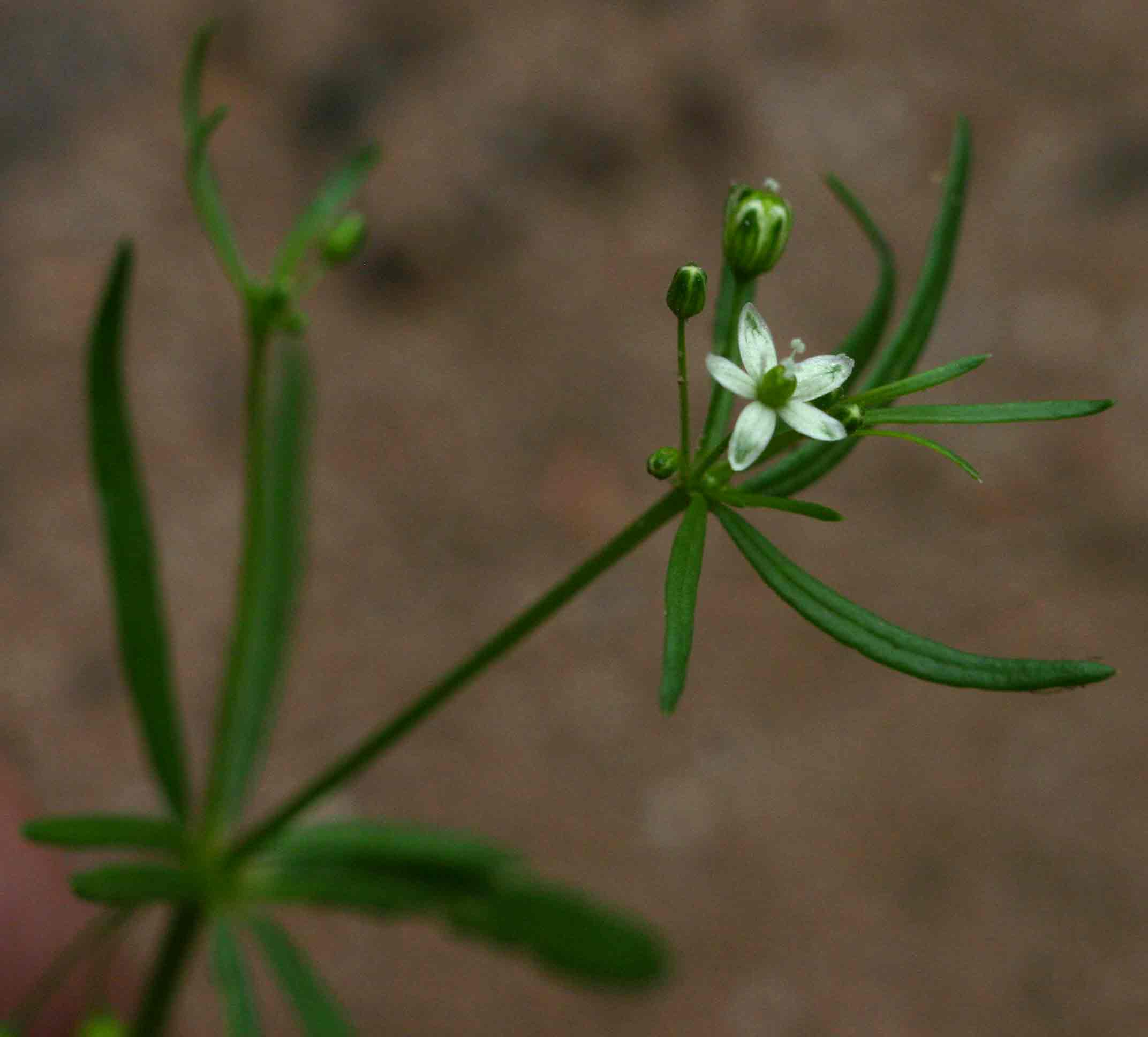 Mollugo cerviana var. spathulifolia