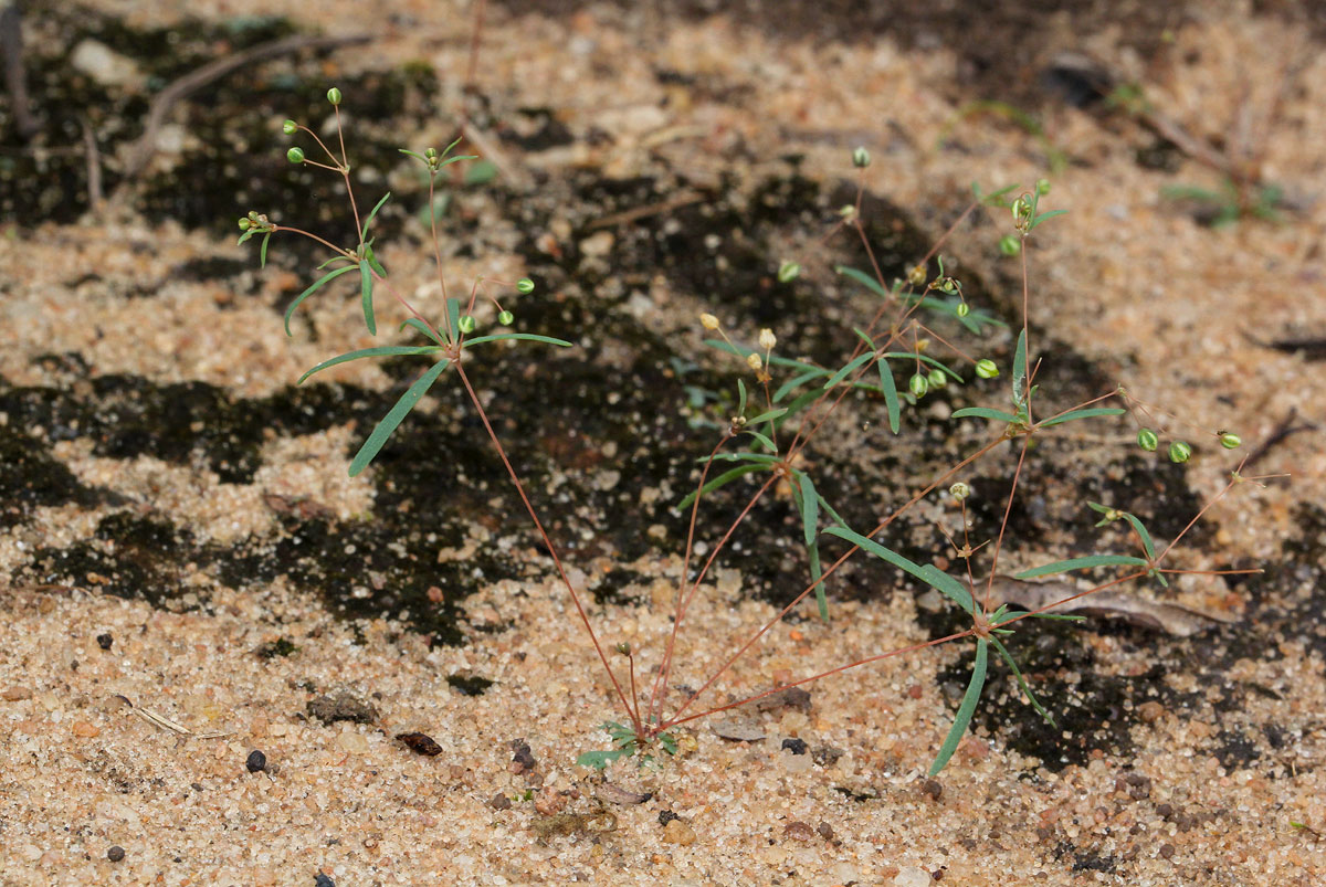 Mollugo cerviana var. spathulifolia