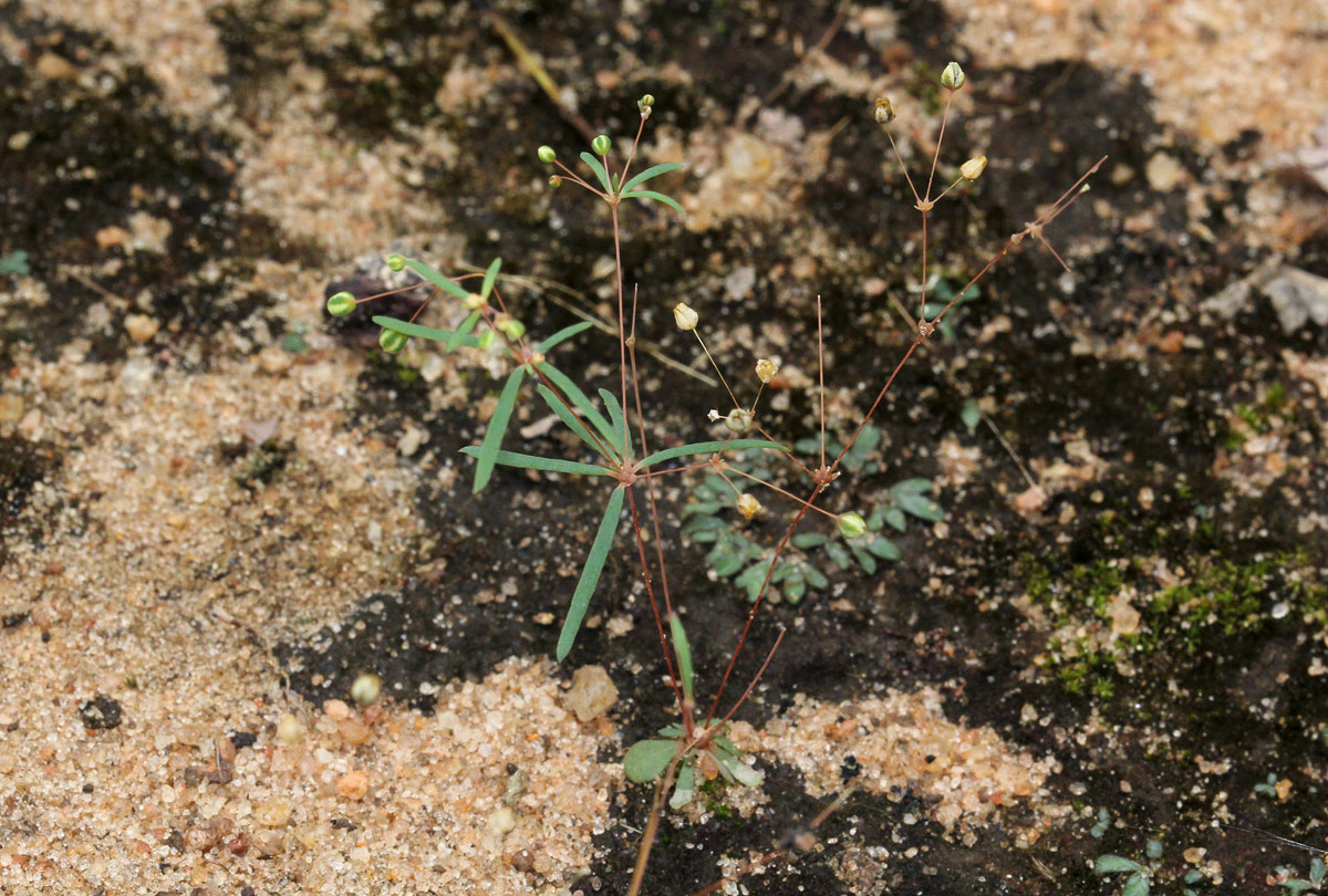 Mollugo cerviana var. spathulifolia