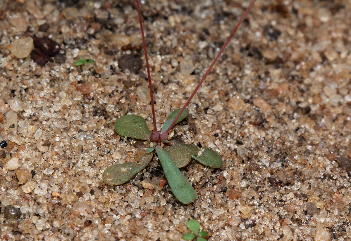Mollugo cerviana var. spathulifolia