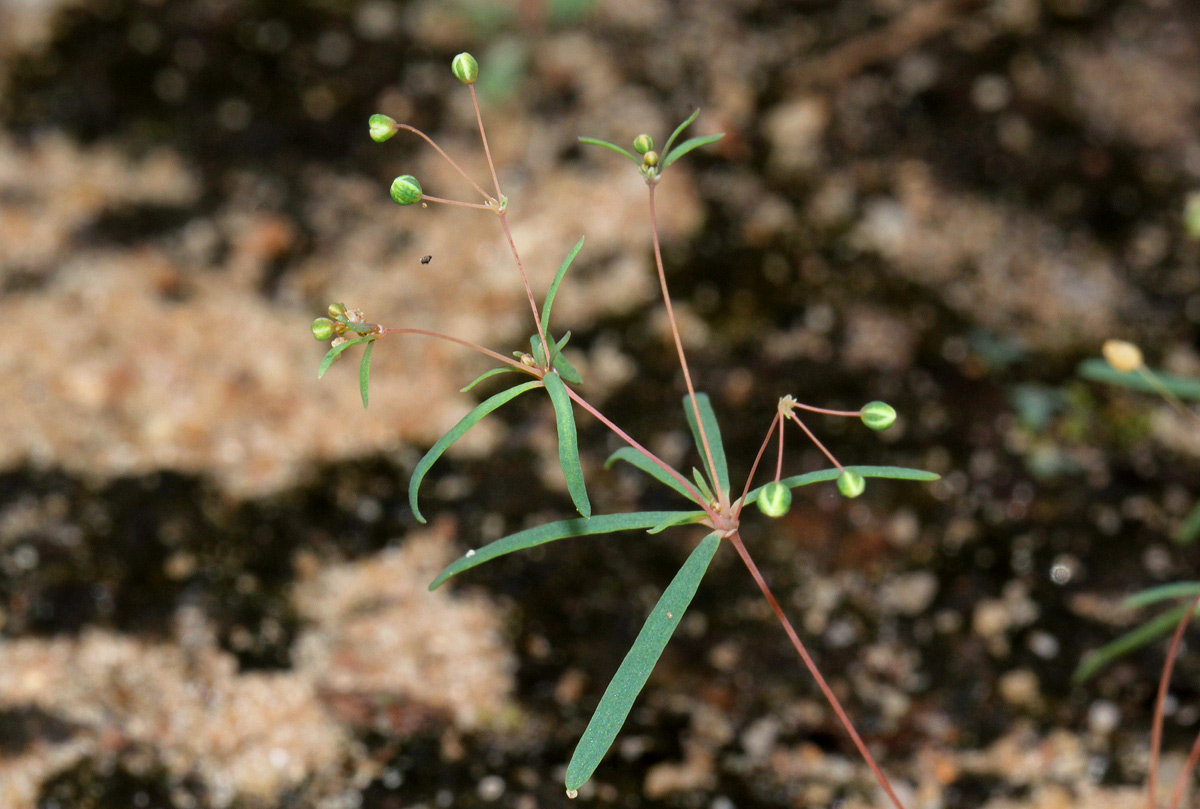Mollugo cerviana var. spathulifolia
