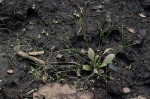 Mollugo nudicaulis