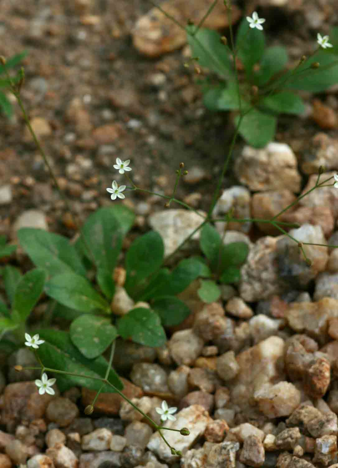 Mollugo nudicaulis