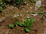Mollugo nudicaulis