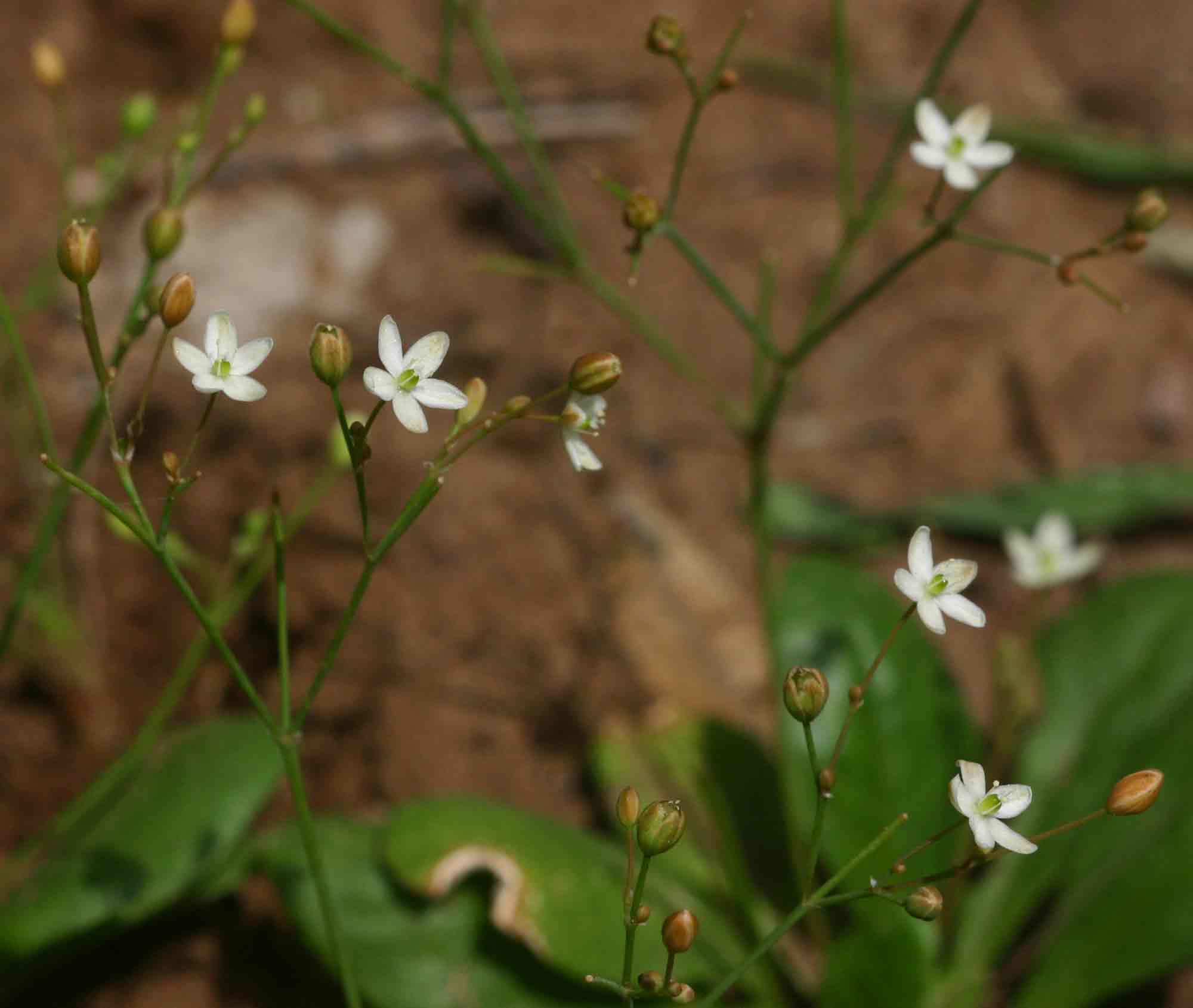 Mollugo nudicaulis