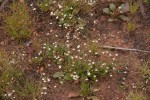 Mollugo nudicaulis