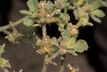 Glinus lotoides var. lotoides