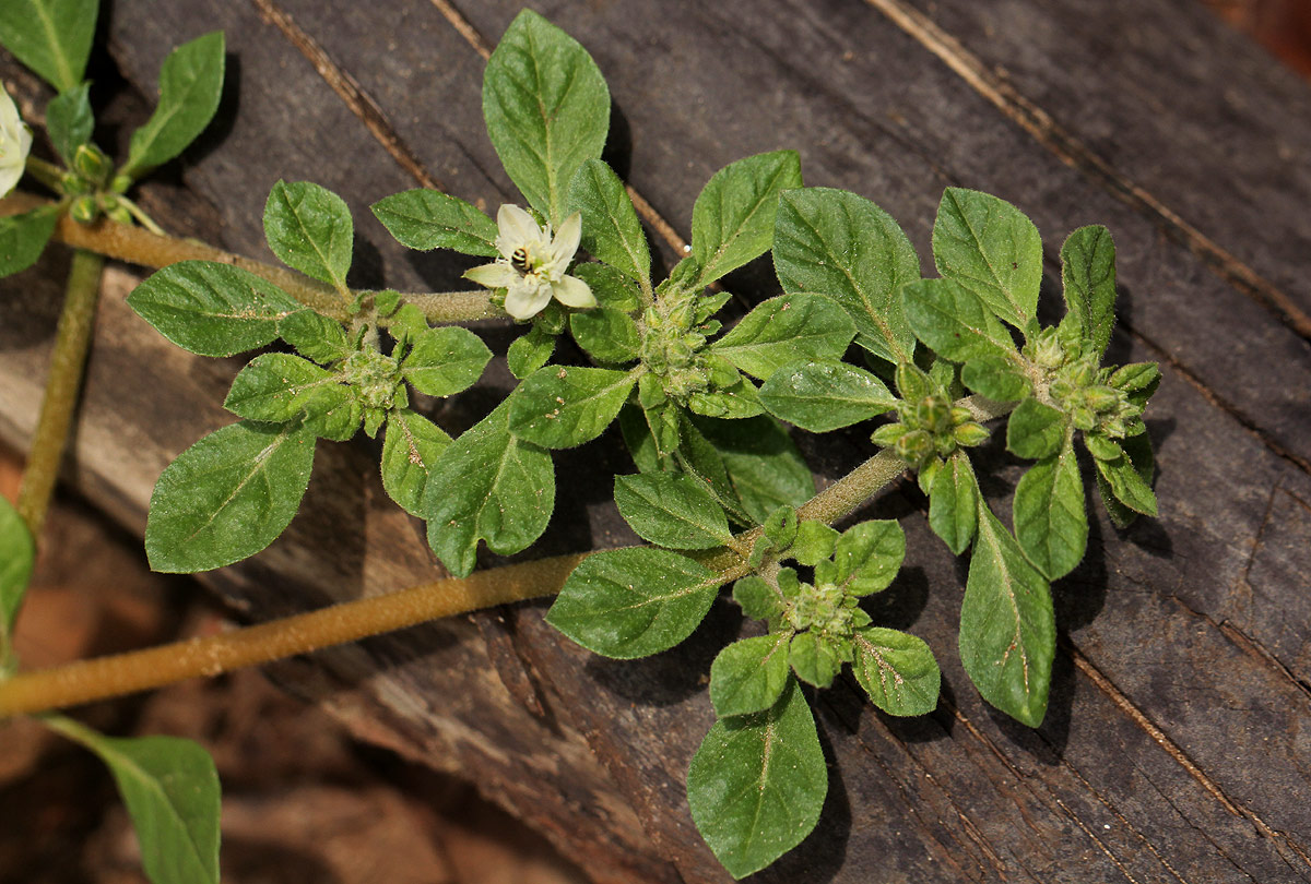 Glinus lotoides var. virens