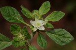 Glinus lotoides var. virens