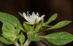 Glinus lotoides var. virens