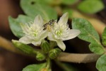 Glinus lotoides var. virens