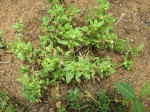 Glinus lotoides var. virens