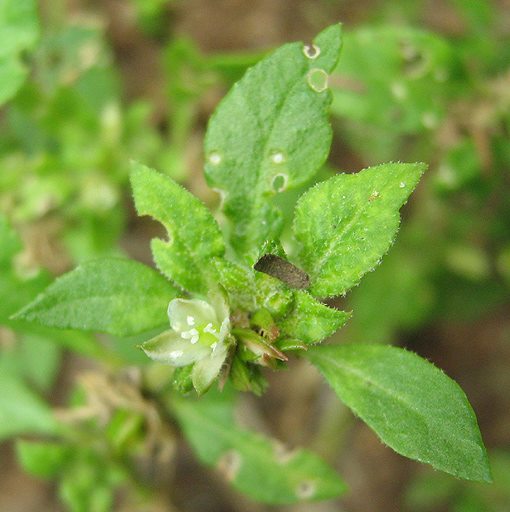 Glinus lotoides var. virens